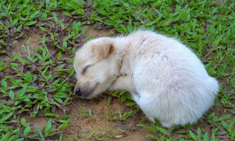 Day 40 After Mother Stopped Breasfeeding  Cutest Puppies Adventure In The Yard | July James