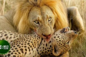 Deadliest Lion Attacks Ever Caught On Camera | Animal Fights