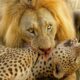 Deadliest Lion Attacks Ever Caught On Camera | Animal Fights