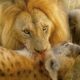 Deadliest Lion Attacks On Earth Ever Recorded | Animal Fights