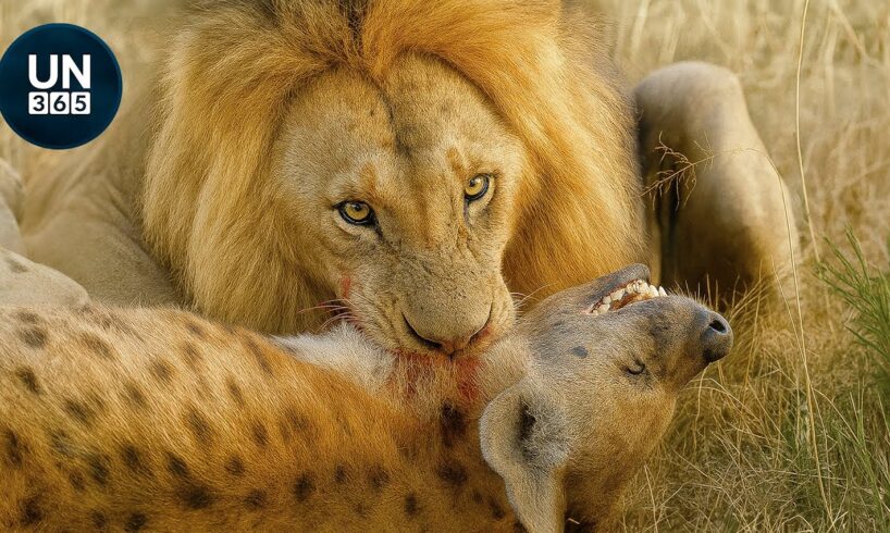 Deadliest Lion Attacks On Earth Ever Recorded | Animal Fights