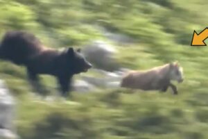⚡ Destroyed In Seconds! Brutal Animal Fights Caught on Camera