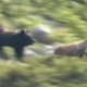 ⚡ Destroyed In Seconds! Brutal Animal Fights Caught on Camera