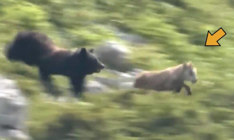 ⚡ Destroyed In Seconds! Brutal Animal Fights Caught on Camera