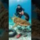 Diver Saves Entangled Shark's Life! #Rescue #Animals #Wildlife #shorts