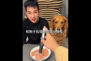 Dog: I will play with you when you give me play to the end!