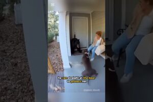 Dog Saves Owner From  Bear — Heartwarming Dog Rescue 🐶❤️