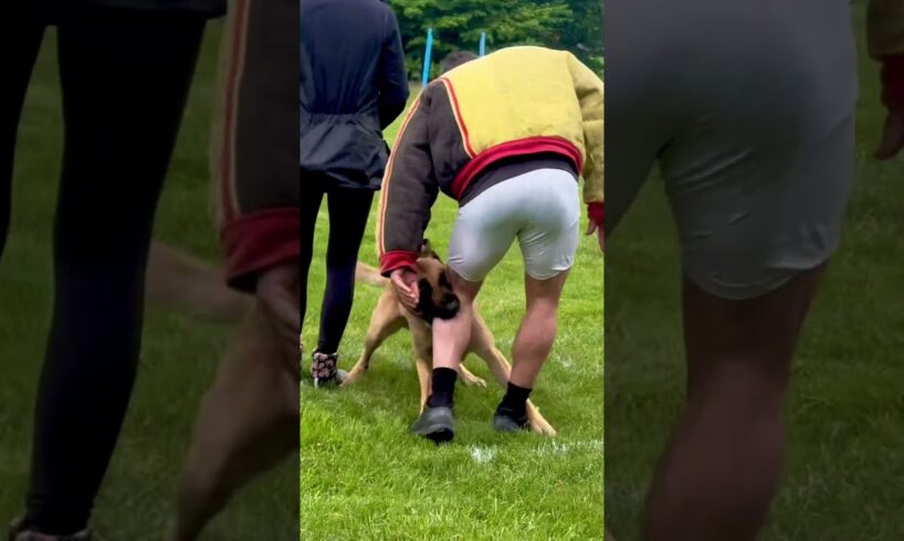 Dog bites decoy’s bare leg. #dogtraining #pets #sportdog #animals #funny #k9