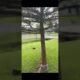 Dog catches Cat out the Sky in amazing video