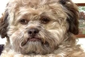 Dog has uncanny human face