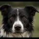Dog s Rescue , dog save videos #animals #rescued