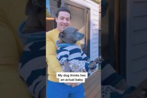 Dogs Who Think They're Babies 👶🐶 | Cutest Moments Ever!