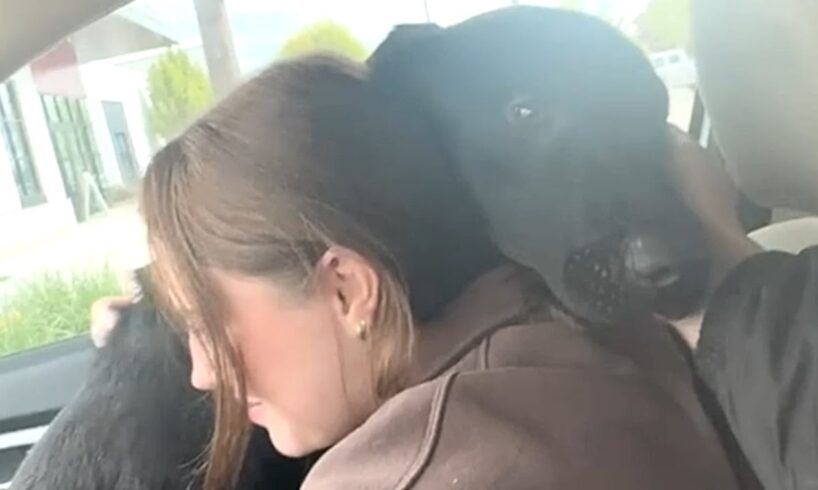 Dog's emotional response to freedom from shelter
