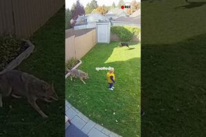 Dogs saving kids 👧