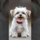 #DreamScreenAI Cute Puppies barking