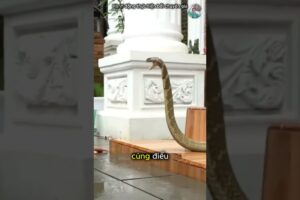 Đùa Giỡn Với Rắn Hổ Mang Chúa #thếgiớiđộngvật