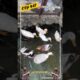 Ducks Playing in Water 😱💦🪿#shorts #ytshorts #petshorts #viral #animals #pets #duck #subscribe #fyp 🔥