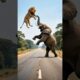 🔥 Elephant Lifts Lion High and Throws It Away After Brutal Attack! 🐅🐘  #shorts #elephant #lion