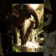 Elephant Rescues Baby Deer from River | Emotional Animals Rescue Mission in the Jungle Stream