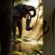 Elephant Rescues Baby Sloth | Gentle Animals Rescue Mission in the Rainforest
