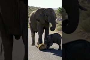 Elephant Saves Baby from Lion Attack 🐘🦁 #elephant #lion #wildlife #shorts #animals #attack #trending