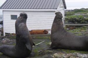 Elephant Seal Battle for the right to mate