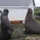 Elephant Seal Battle for the right to mate