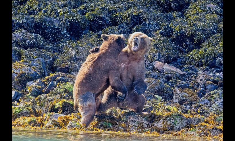 Epic Bear Fight - NO MUSIC...Full length **WARNING GRAPHIC CONTENT**
