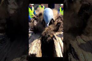 Epic Dolphin Rescue : Viral Animal Video