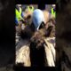 Epic Dolphin Rescue : Viral Animal Video