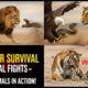 Epic Wild Animal Fights 🐾  Real Nature Battles Y
