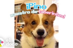 Este corgi puede resolver cualquier laberinto | El Dodo