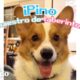 Este corgi puede resolver cualquier laberinto | El Dodo