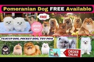 FREE FREE Pomeranian Dog Available | Teacup Dog | Pocket Dog | Cute puppies price in India | #viral