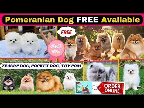 FREE FREE Pomeranian Dog Available | Teacup Dog | Pocket Dog | Cute puppies price in India | #viral