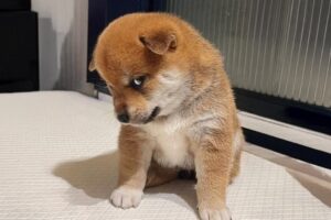 FUNNY PUPPIES 2025 that will make you LAUGH OUT LOUD🤣