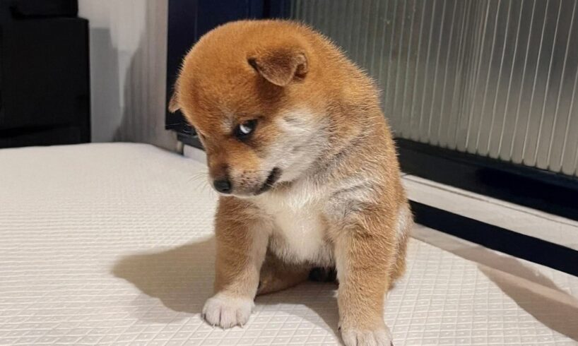 FUNNY PUPPIES 2025 that will make you LAUGH OUT LOUD🤣