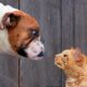 Fails so bad you don’t know whether to laugh or cry Part 2 - Funniest Videos Animals 🐧 Part 2