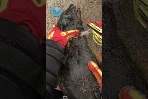 Feisty Seal Saved From Fishing Line #shorts #fishingline #fishingequipment #fishinggear