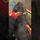 Feisty Seal Saved From Fishing Line #shorts #fishingline #fishingequipment #fishinggear