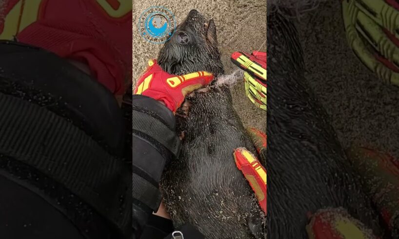 Feisty Seal Saved From Fishing Line #shorts #fishingline #fishingequipment #fishinggear