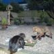 Fighting at the food dish, cat v fox round 1