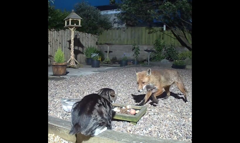 Fighting at the food dish, cat v fox round 1