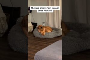 Foster dog bonds with resident dog and ends up getting adopted into the family!