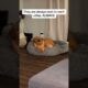 Foster dog bonds with resident dog and ends up getting adopted into the family!