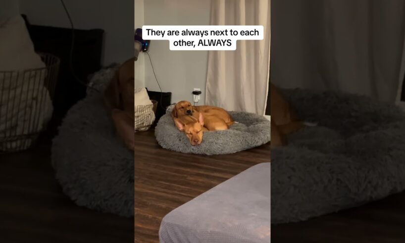 Foster dog bonds with resident dog and ends up getting adopted into the family!