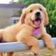 Funniest & Cutest PUPPIES Ever 🥹 Funny Animal Videos 2025 🤣