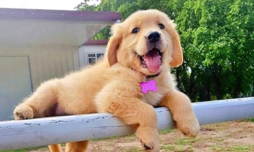 Funniest & Cutest PUPPIES Ever 🥹 Funny Animal Videos 2025 🤣