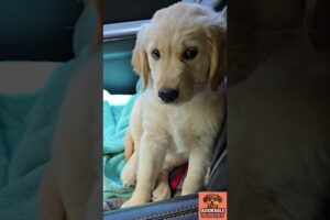 “Funniest Cutest Puppies Ever 🐶😂 | Adorable Dogs Try Not To Laugh Challenge #Shorts”