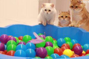 Funny Kittens and 200 Balls in a Ball Pit ! | Teddy Kittens